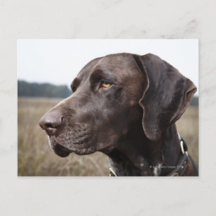 Portret van Dog, Houston, Texas, VS Briefkaart
