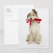 Portret van Dog met Leash Briefkaart (Voorkant / Achterkant)