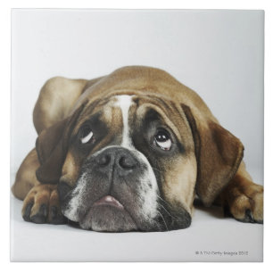 Portret van Dorset Old Tyme Bulldog Tegeltje