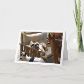 Portret van drie honden die zich ontspannen kaart (Voorkant)