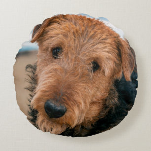 Portret van een Airedale Terrier Rond Kussen