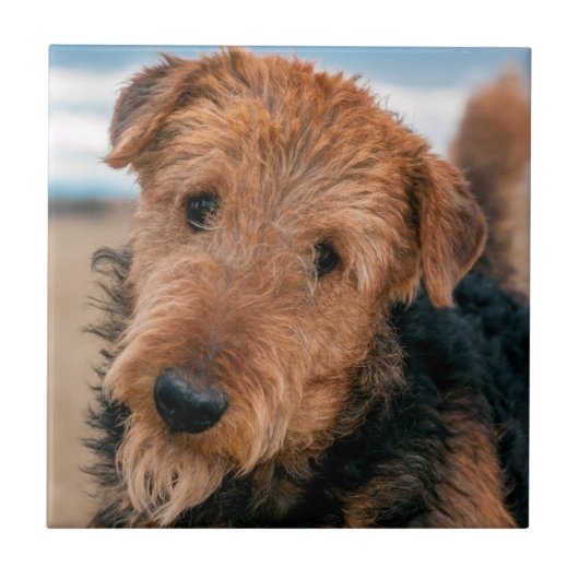 Portret van een Airedale Terrier Tegeltje (Voorkant)