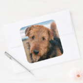 Portret van een Airedale Terrier Vierkante Sticker (Envelop)