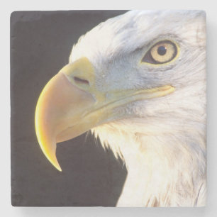 Portret van een Amerikaanse zeearend, Haliaeetus l Stenen Onderzetter