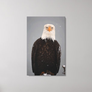 Portret van een Amerikaanse zeearend in de sneeuw, Canvas Afdruk