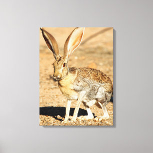 Portret van een antilope jackkonijn, Arizona Canvas Afdruk