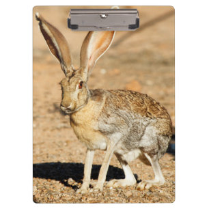 Portret van een antilope jackrabbit, Arizona Klembord
