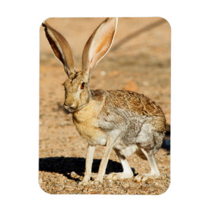 Portret van een antilope jackrabbit, Arizona Magneet