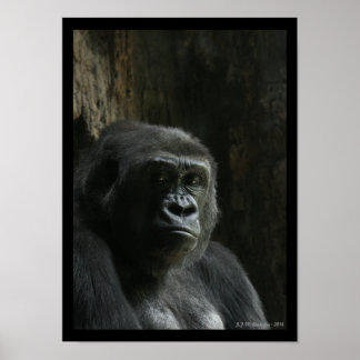 Portret van een Ape Poster