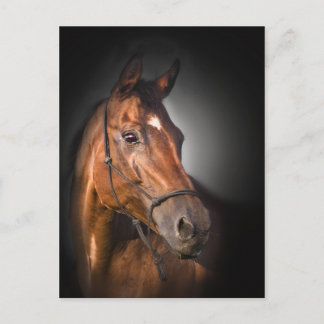 Portret van een baaivolbloed briefkaart