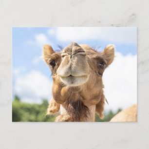 Portret van een Camel Briefkaart
