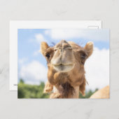 Portret van een Camel Briefkaart (Voorkant / Achterkant)