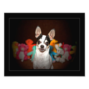 Portret van een chihuahua foto afdruk