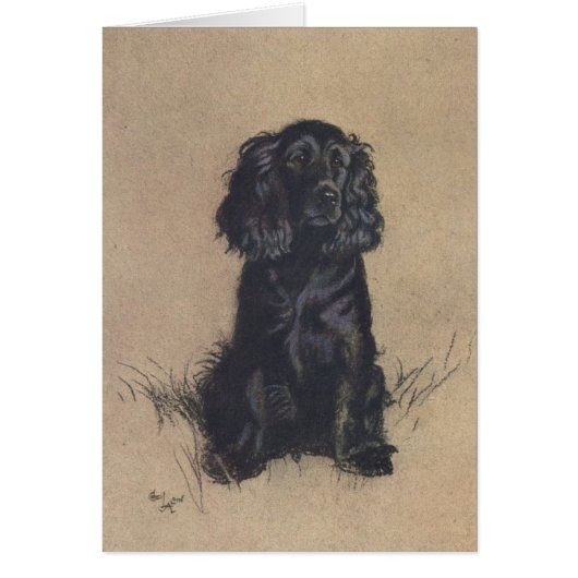  portret van een Cocker Spaniel, (Voorkant)