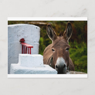 Portret van een Donkey in Ierland Briefkaart