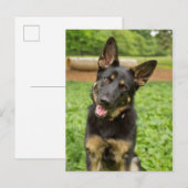 Portret van een Duitse herder Briefkaart (Voorkant / Achterkant)
