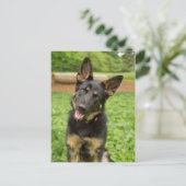 Portret van een Duitse herder Briefkaart (Staand voorkant)
