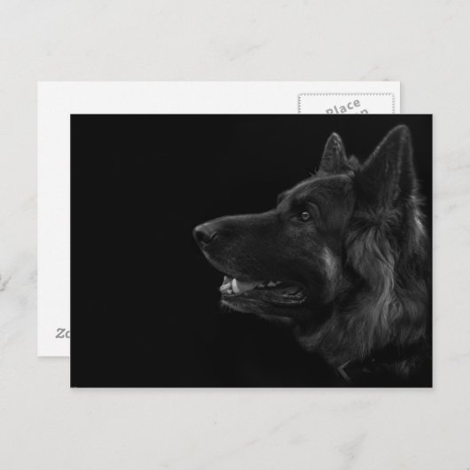 Portret van een duitse herderhond briefkaart (Voorkant / Achterkant)