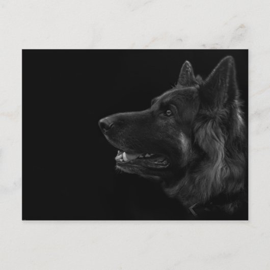 Portret van een duitse herderhond briefkaart (Voorkant)