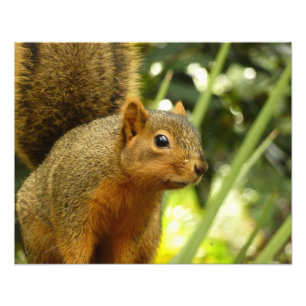 Portret van een eekhoorn Natuur Dierenfotografie Foto Afdruk