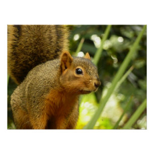 Portret van een eekhoorn Natuur Dierenfotografie Perfect Poster