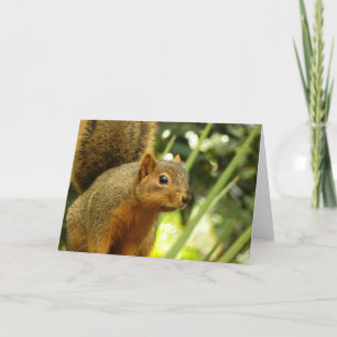 Portret van een eekhoorn Natuur Dierfotografie Kaart