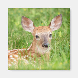 Portret van een Fawn (witte staarten) Magneet