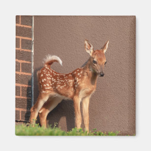 Portret van een Fawn (witte staarten) Magneet