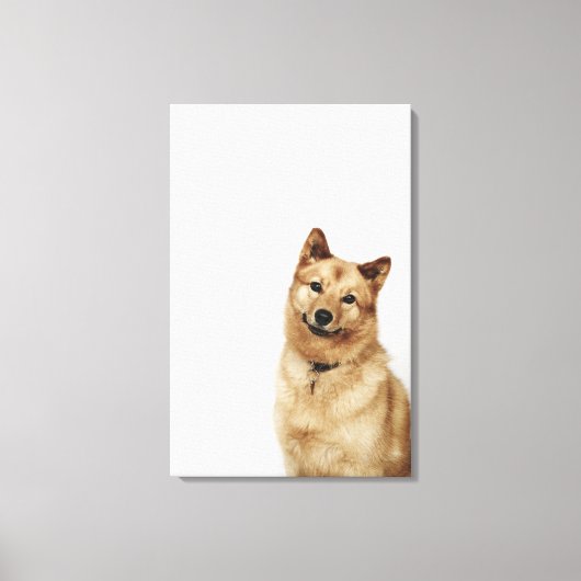 Portret van een Finse Spitz-hond die glimlacht Canvas Afdruk (Voorkant)