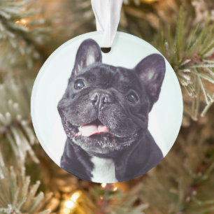 Portret van een Happy French Bulldog Ornament