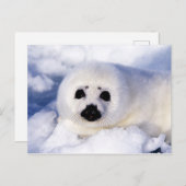 Portret van een Harp Seal Pup Briefkaart (Voorkant / Achterkant)