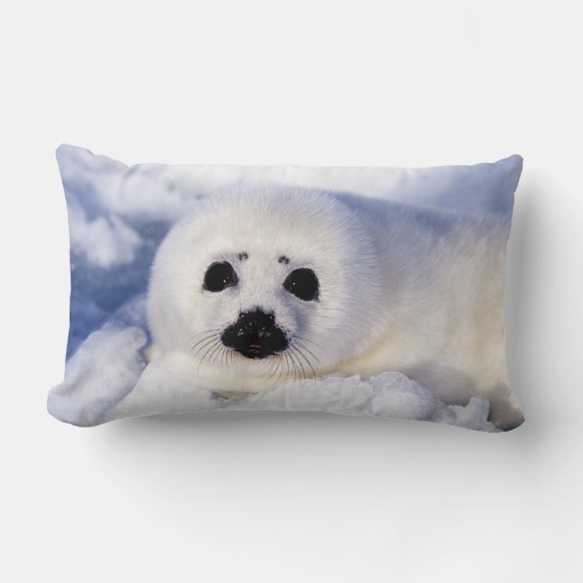 Portret van een Harp Seal Pup Kussen (Voorkant)