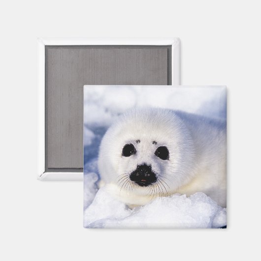 Portret van een Harp Seal Pup Magneet (Voorkant / Achterkant)
