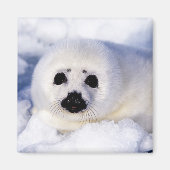 Portret van een Harp Seal Pup Magneet (Voorkant)