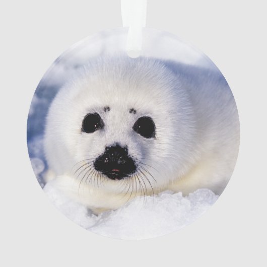 Portret van een Harp Seal Pup Ornament (achterkant)