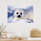 Portret van een Harp Seal Pup Poster (Keuken)