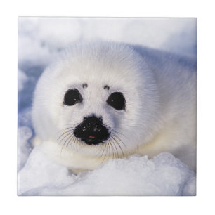 Portret van een Harp Seal Pup Tegeltje