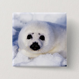 Portret van een Harp Seal Pup Vierkante Button 5,1 Cm