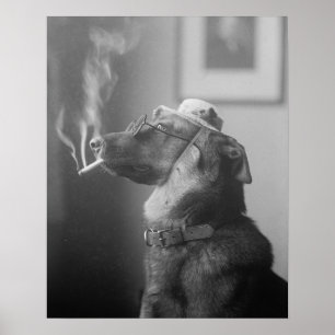 Portret van een hond, 1923. Oude foto Poster