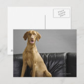 Portret van een hond briefkaart (Voorkant / Achterkant)