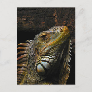Portret van een Iguana Briefkaart