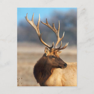 Portret van een indrukwekkende wapiti-stier briefkaart