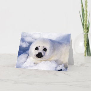 Portret van een jong zeehondje kaart