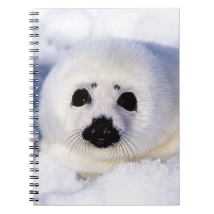 Portret van een jong zeehondje notitieboek