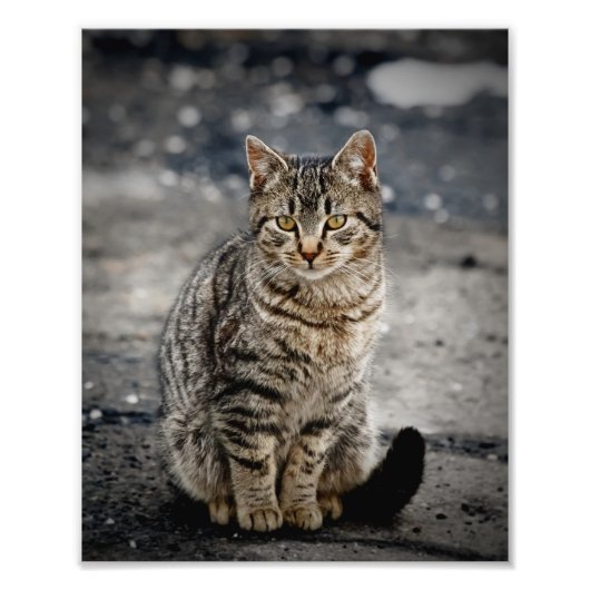 Portret van een kat foto afdruk (Voorkant)