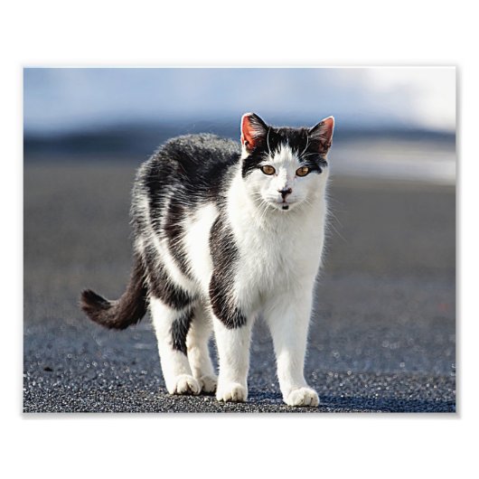 Portret van een kat foto afdruk (Voorkant)