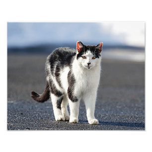 Portret van een kat foto afdruk