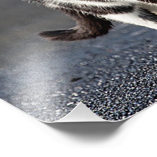 Portret van een kat foto afdruk (Hoek)