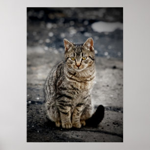 Portret van een kat poster