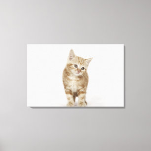 Portret van een kitten canvas afdruk